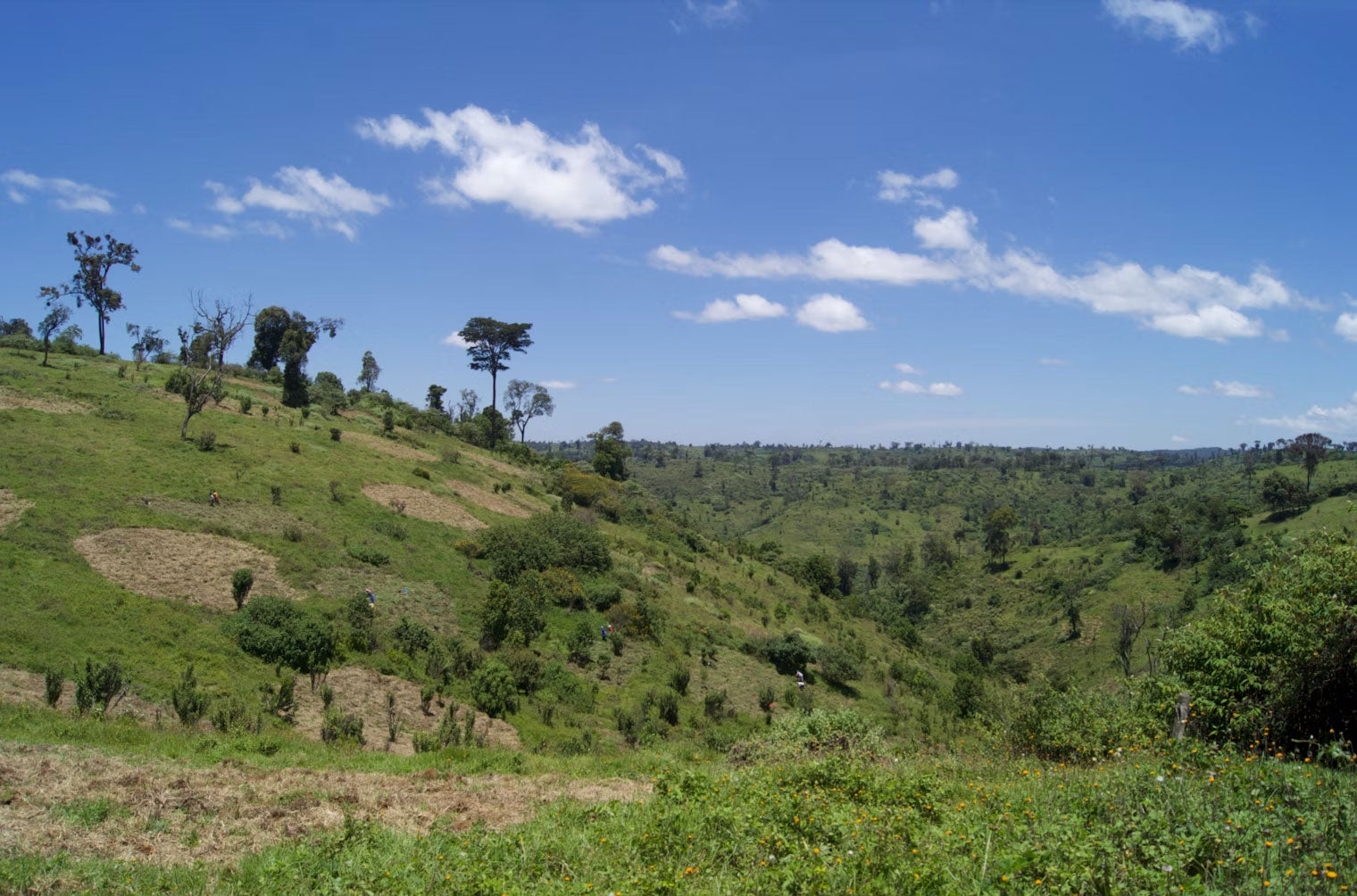 5,000 Trees Planted!